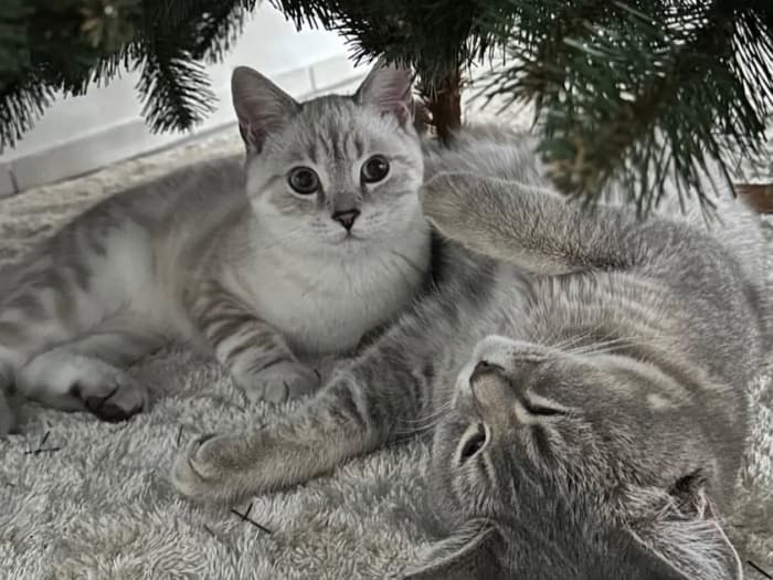 Deux chats gris sont allongés sous le sapin de Noël FairyTrees FT14.