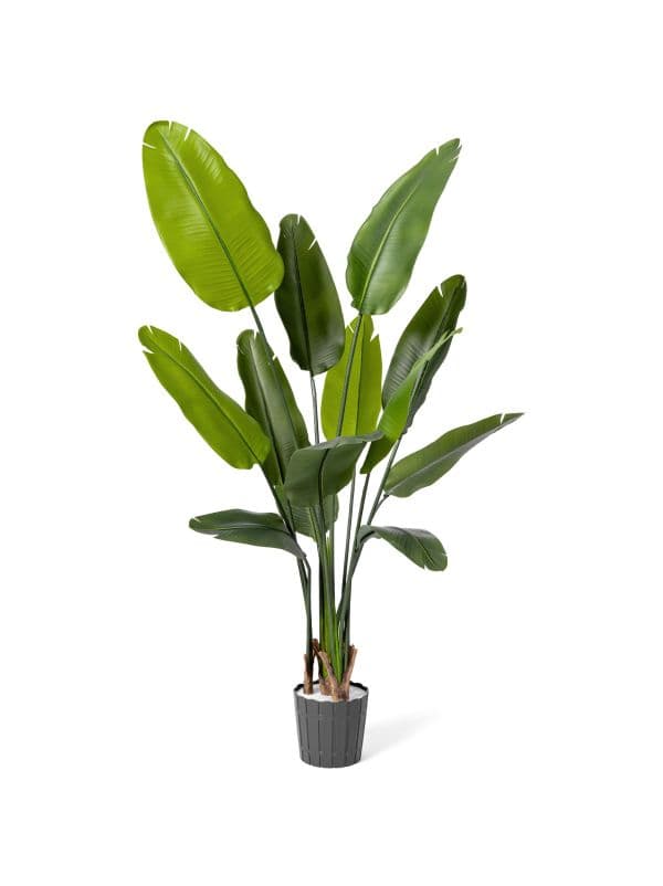 Strelitzia artificielle FairyTrees de 165 cm, à la silhouette élancée et aux grandes feuilles allongées sur un fond clair.