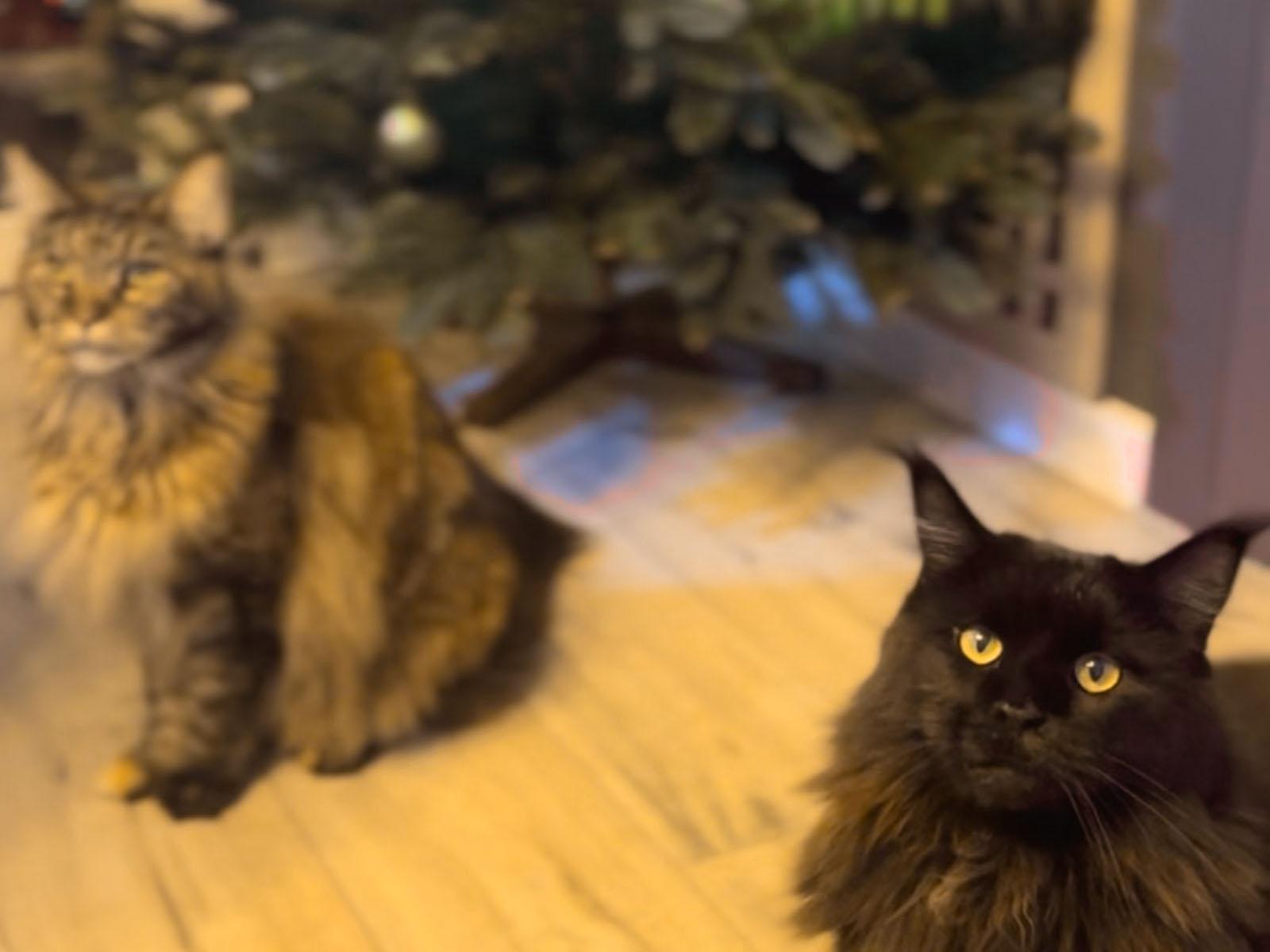 Deux chats maine coon sont assis au sol près d’un sapin de Noël artificiel FairyTrees décoré.