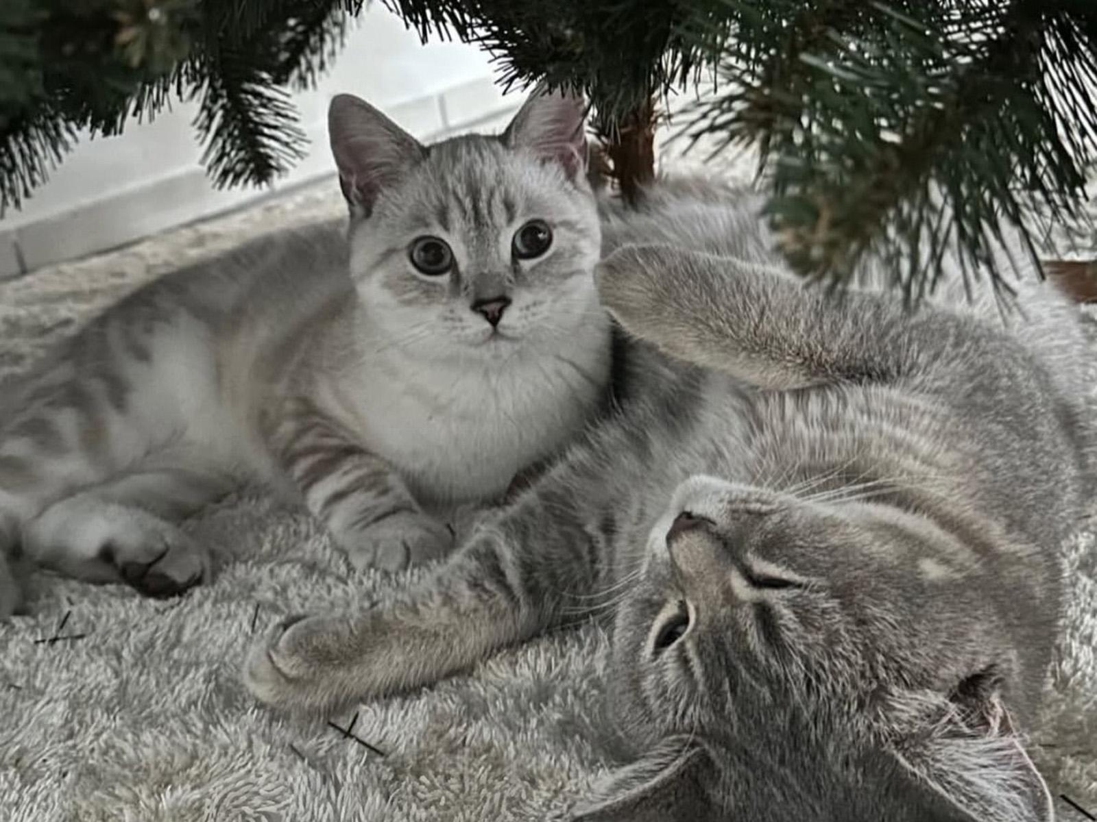 Deux chats gris sont allongés sous le sapin de Noël FairyTrees FT14.