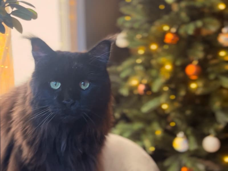 Minou, un maine coon noir, est assis à côté du sapin de Noël FairyTrees FT29, décoré et éclairé de petites lumières.