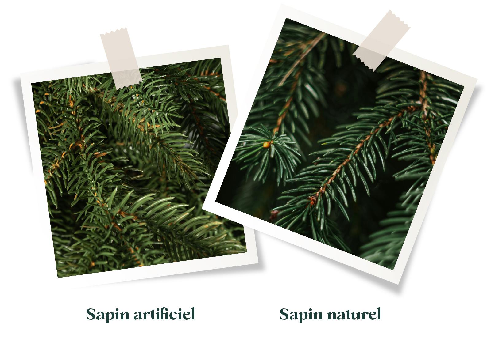 Comparaison de branches de sapin : à gauche, les aiguilles du sapin de Noël artificiel FairyTrees FT33 sapin des Alpes, à droite, les branches d’un vrai sapin de forêt.