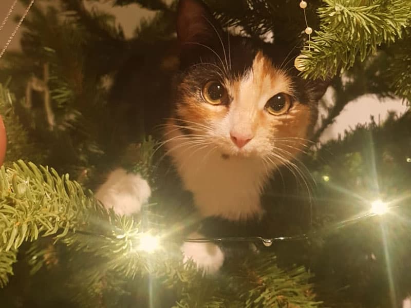 La chatte Lucy est cachée entre les branches du sapin artificiel FairyTrees FT33, éclairé par des guirlandes lumineuses chaudes.