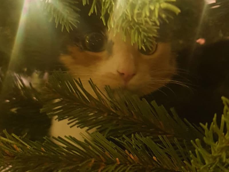 La chatte Lucy regarde à travers les branches du sapin artificiel FairyTrees FT33, entourée de lumières festives.
