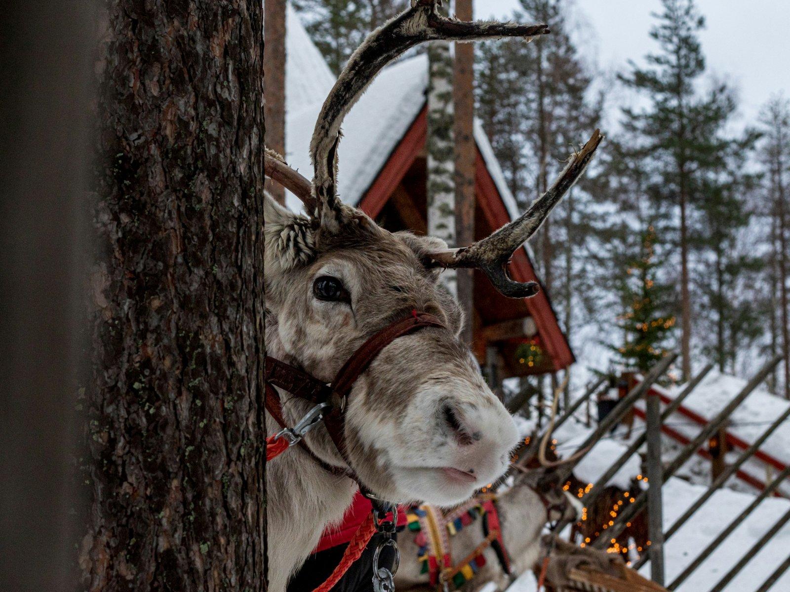 Un renne qui se cache derrière un tronc d'arbre, sur fond de neige, avec une petite maison en bois et un traîneau en arrière-plan