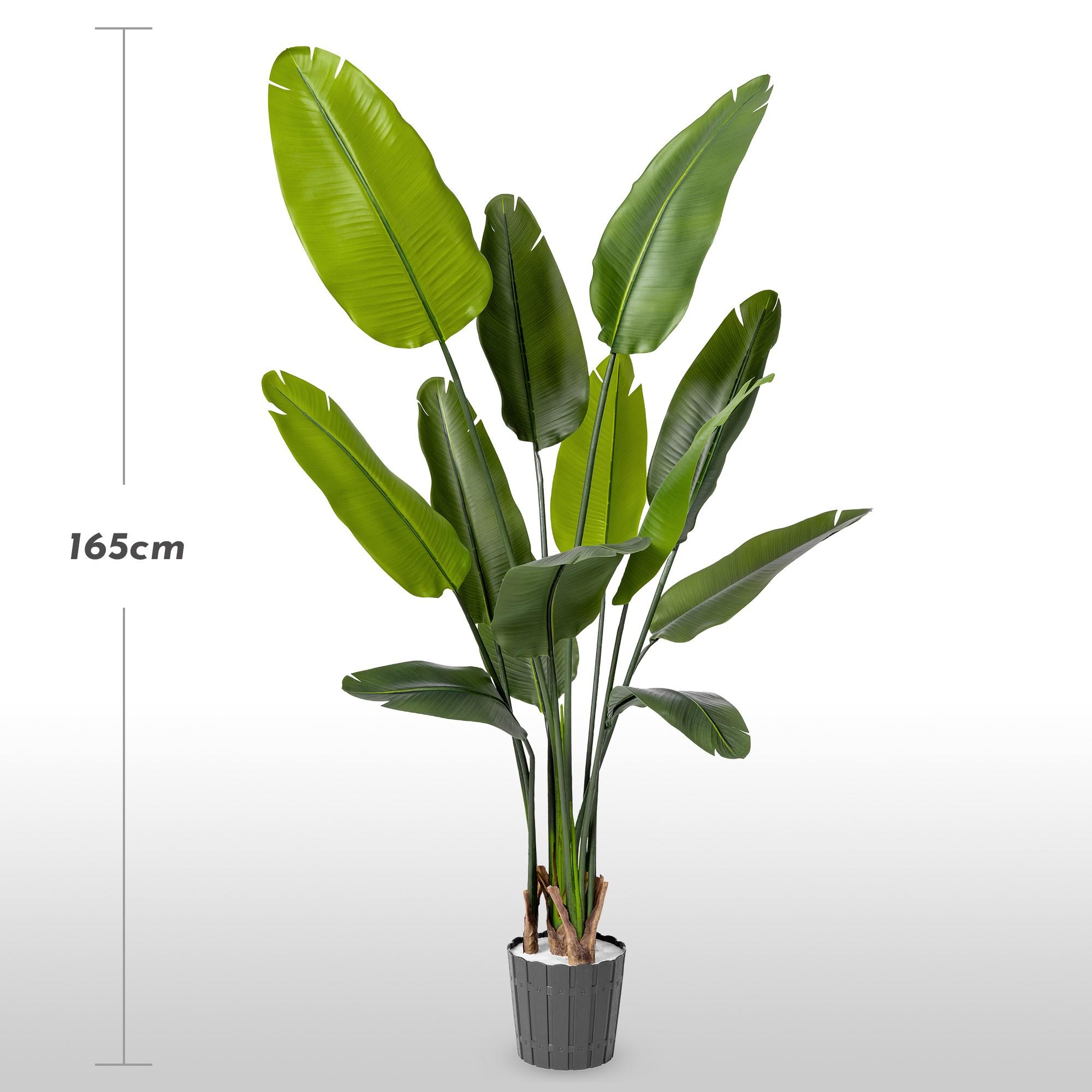 Strelitzia artificielle FairyTrees de 165 cm, &agrave; la silhouette &eacute;lanc&eacute;e et aux grandes feuilles allong&eacute;es sur un fond clair, avec une indication de hauteur.